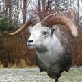 Stone Sheep Stone Sheep